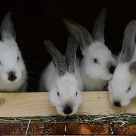 Ranczo Brusno בית חווה *