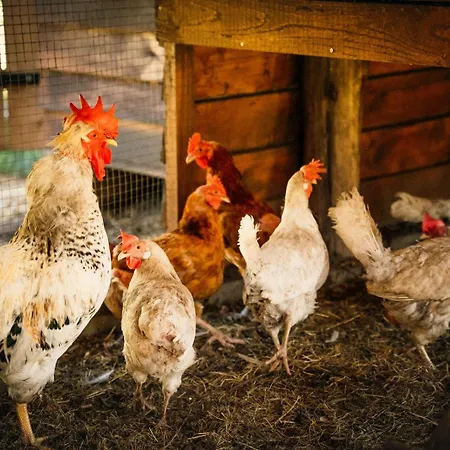 Ranczo Brusno בית חווה *