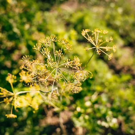 בית חווה Ranczo Brusno *