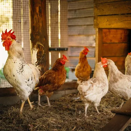 팜스테이 Ranczo Brusno Połczyn-Zdrój