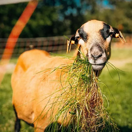 בית חווה Ranczo Brusno