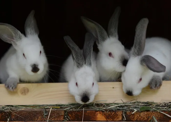 Ranczo Brusno Gospodarstwo agroturystyczne *