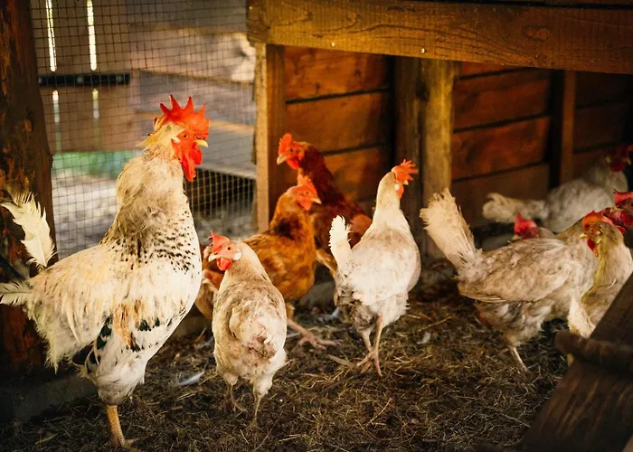 Ranczo Brusno Agroturismo *