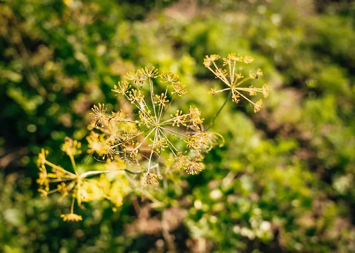 Agroturismo Ranczo Brusno *