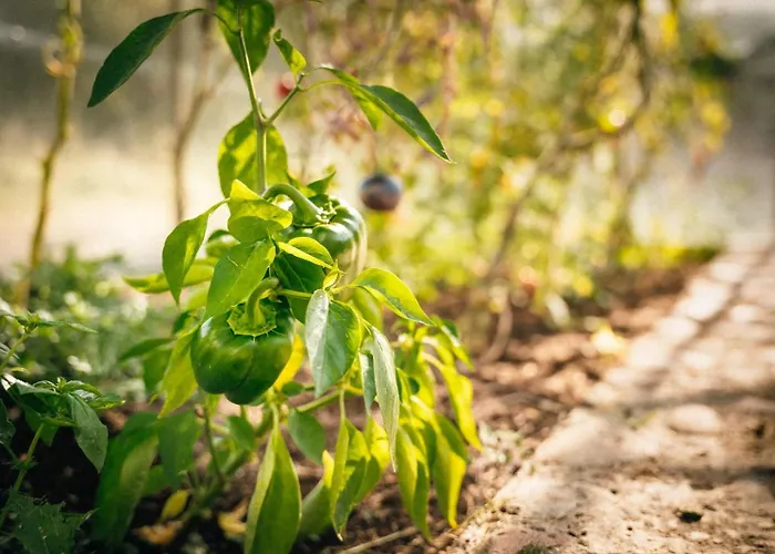 Ranczo Brusno * Połczyn-Zdrój