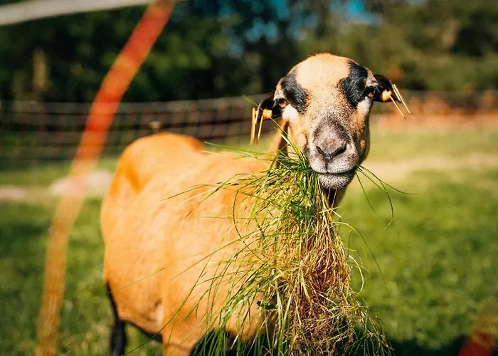 Gospodarstwo agroturystyczne Ranczo Brusno